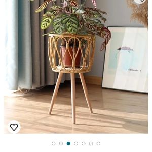 Pot plant